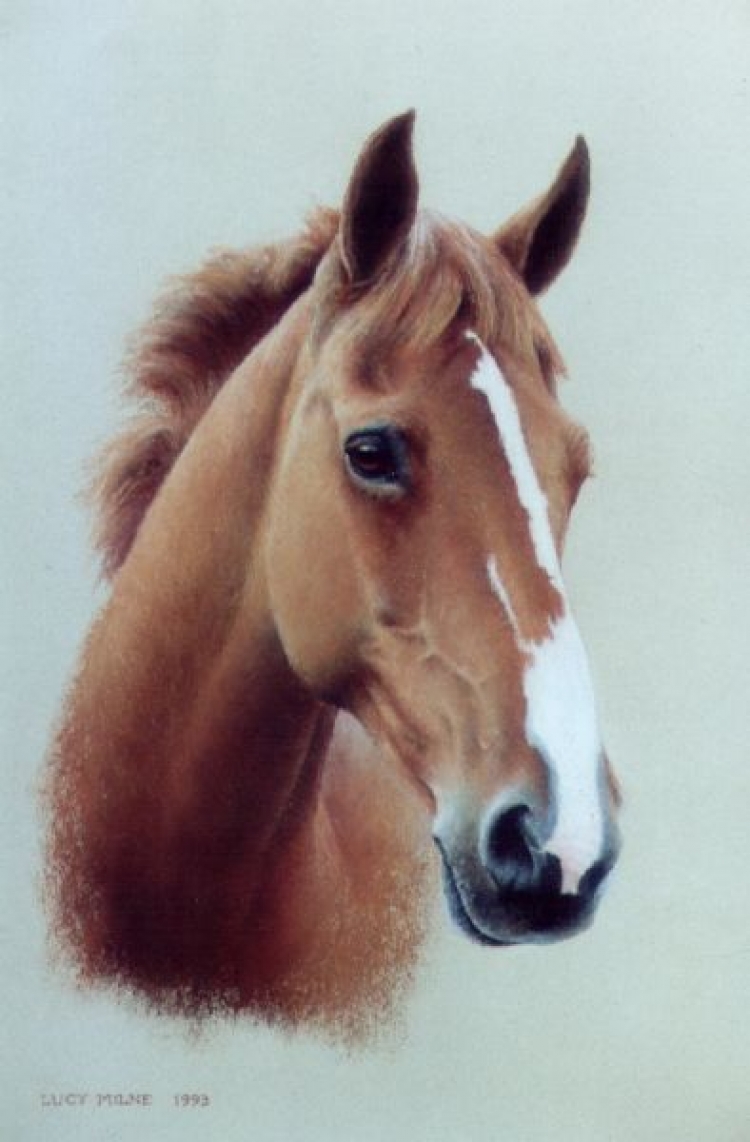 Lucy Milne Portraits Portraits of Horses, Dogs, Children, Adults by Commission