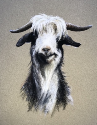 Portraits-of-horses - Lucy Milne Portraits