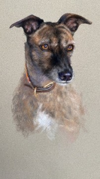 Portraits-of-dogs - Lucy Milne Portraits