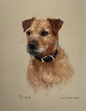 Portraits-of-dogs - Lucy Milne Portraits