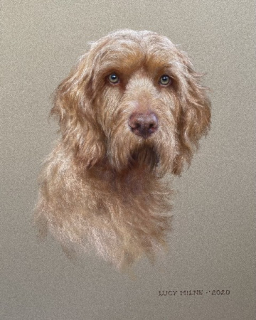 Portraits-of-dogs - Lucy Milne Portraits