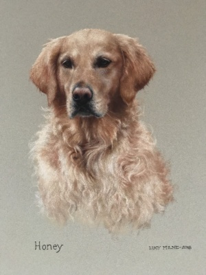 Portraits-of-dogs - Lucy Milne Portraits