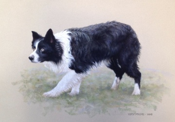 Portraits-of-dogs - Lucy Milne Portraits