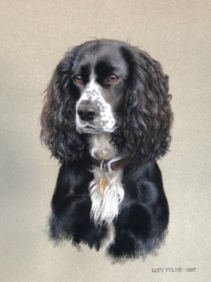 Portraits-of-dogs - Lucy Milne Portraits