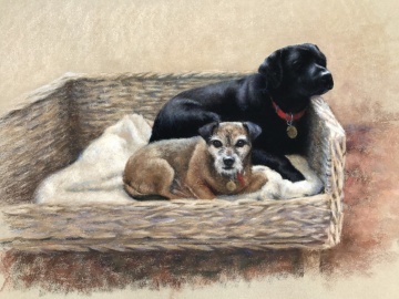 Portraits-of-dogs - Lucy Milne Portraits