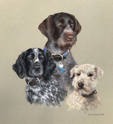 Portraits-of-dogs - Lucy Milne Portraits