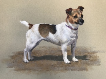 Portraits-of-dogs - Lucy Milne Portraits