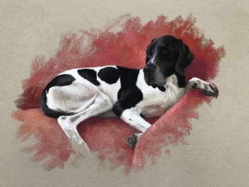 Portraits-of-dogs - Lucy Milne Portraits