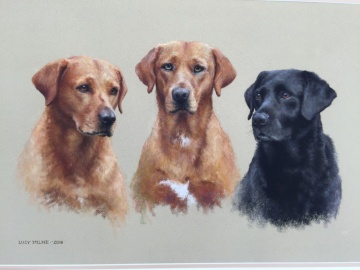 Portraits-of-dogs - Lucy Milne Portraits
