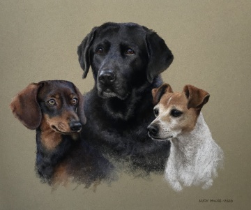 Portraits-of-dogs - Lucy Milne Portraits