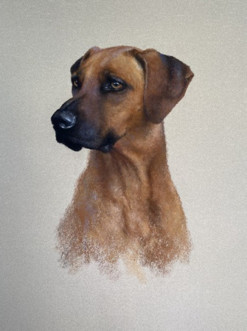 Portraits-of-dogs - Lucy Milne Portraits