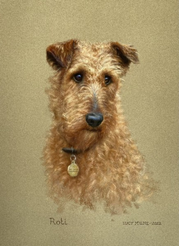 Portraits-of-dogs - Lucy Milne Portraits