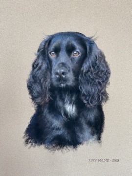 Portraits-of-dogs - Lucy Milne Portraits