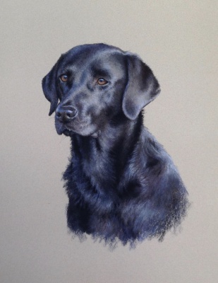 Portraits-of-dogs - Lucy Milne Portraits