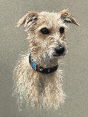 Portraits-of-dogs - Lucy Milne Portraits