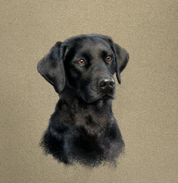 Portraits-of-dogs - Lucy Milne Portraits