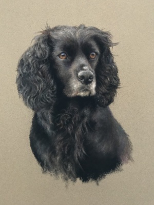 Portraits-of-dogs - Lucy Milne Portraits