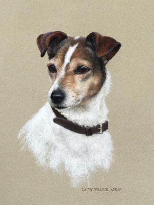 Portraits-of-dogs - Lucy Milne Portraits