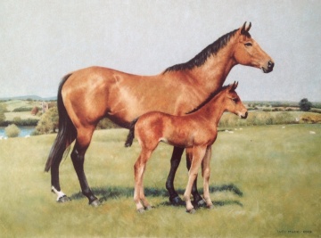 Portraits-of-horses - Lucy Milne Portraits