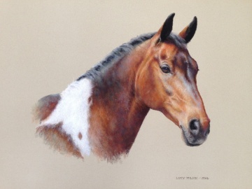 Portraits-of-horses - Lucy Milne Portraits