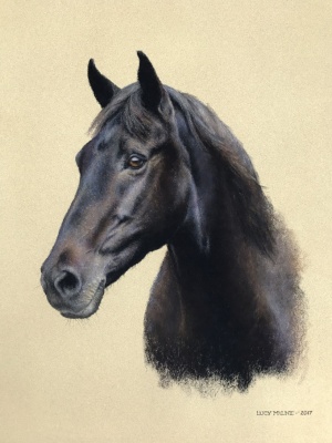 Portraits-of-horses - Lucy Milne Portraits
