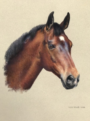 Portraits-of-horses - Lucy Milne Portraits