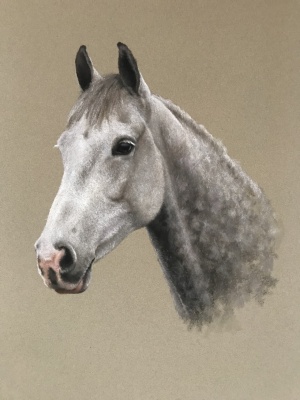 Portraits-of-horses - Lucy Milne Portraits