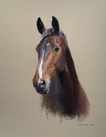 Portraits-of-horses - Lucy Milne Portraits