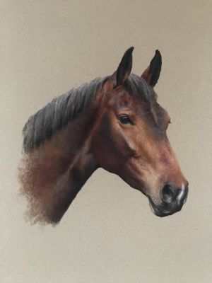 Portraits-of-horses - Lucy Milne Portraits