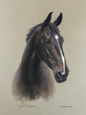 Portraits-of-horses - Lucy Milne Portraits