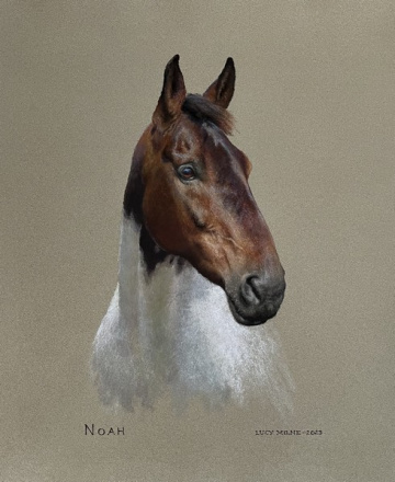 Portraits-of-horses - Lucy Milne Portraits