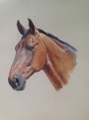 Portraits-of-horses - Lucy Milne Portraits