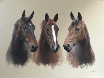 Portraits-of-horses - Lucy Milne Portraits