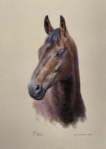 Portraits-of-horses - Lucy Milne Portraits