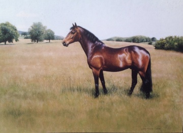 Portraits-of-horses - Lucy Milne Portraits