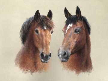Portraits-of-horses - Lucy Milne Portraits