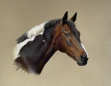 Portraits-of-horses - Lucy Milne Portraits