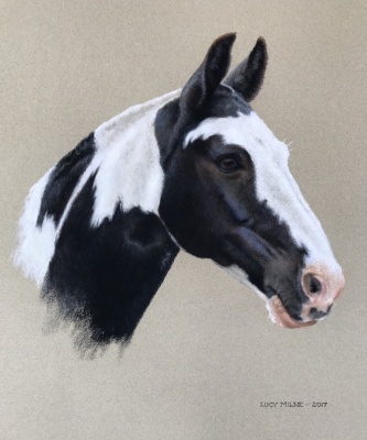 Portraits-of-horses - Lucy Milne Portraits