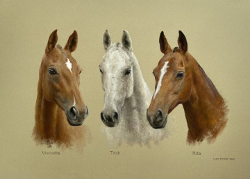 Portraits-of-horses - Lucy Milne Portraits