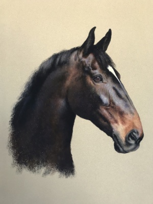 Portraits-of-horses - Lucy Milne Portraits