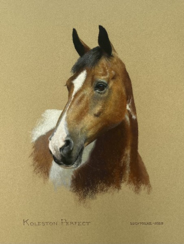 Portraits-of-horses - Lucy Milne Portraits