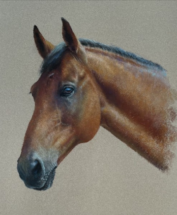 Portraits-of-horses - Lucy Milne Portraits