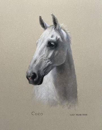Portraits-of-horses - Lucy Milne Portraits